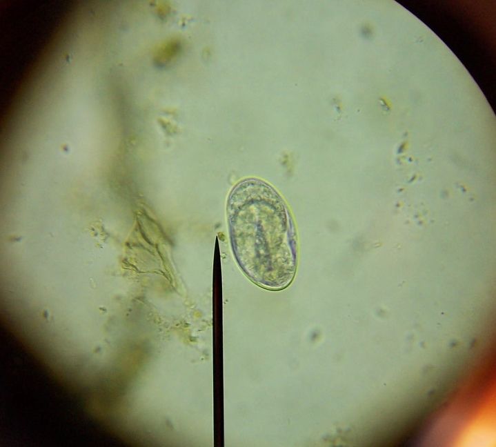 Fecal Tests (pic included) - Goats