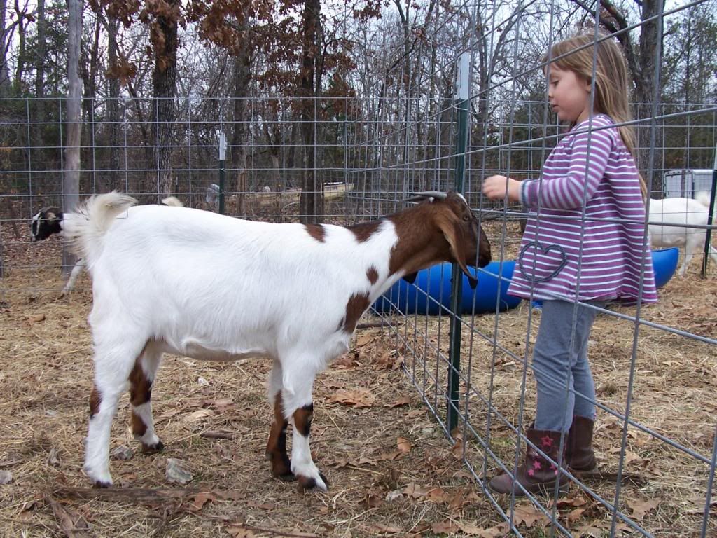 Boer or Boer / Nubian mix? - Goats