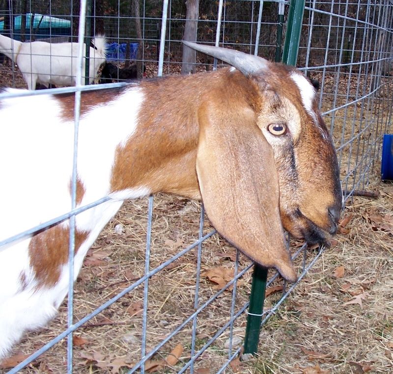 Boer or Boer / Nubian mix? - Goats