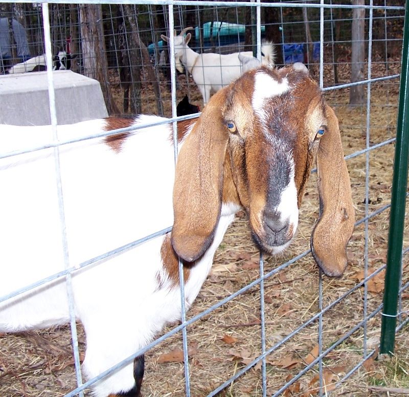 Boer or Boer / Nubian mix? - Goats