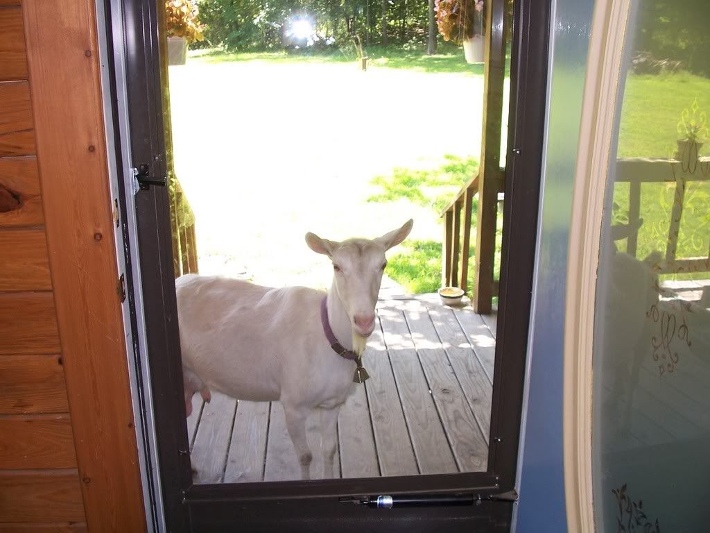 How can you tell? - Goats