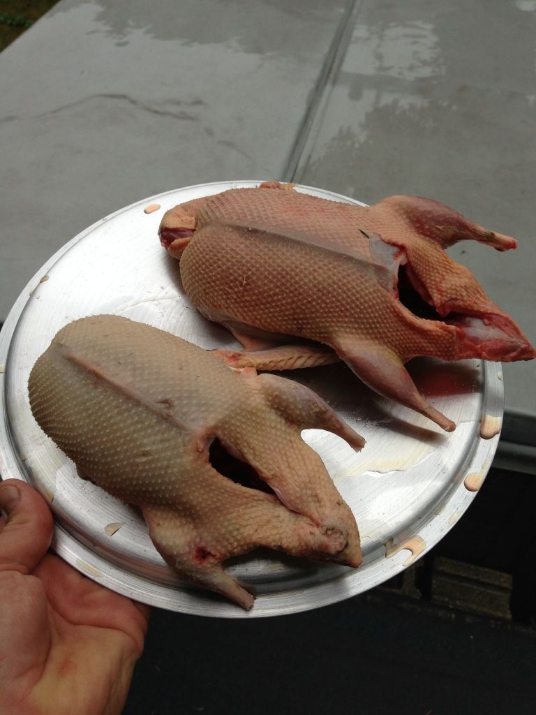 Deep fried duck from a 2 man limit.