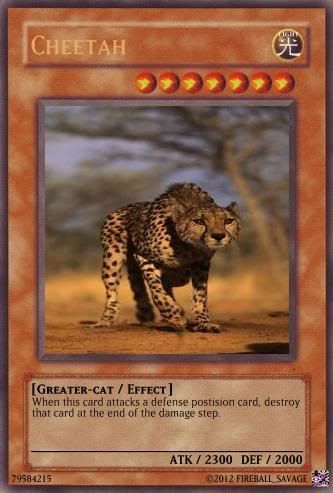 Cheetah.jpg