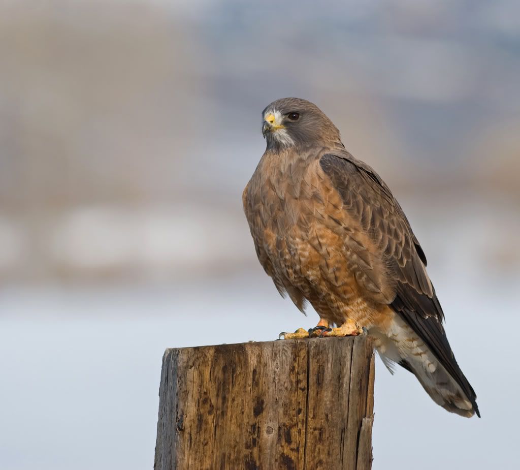 red tail hawk Pictures, Images and Photos