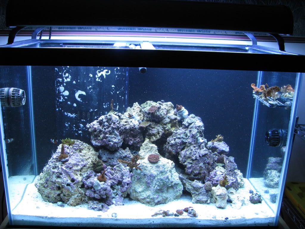 65 gallon tank