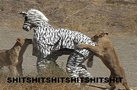  photo why-you-should-never-dress-as-zebra.jpg