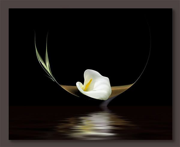 Calla Lily Graphics And Comments