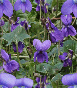 violets tile Pictures, Images and Photos