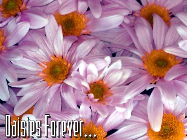 Daisies Forever...