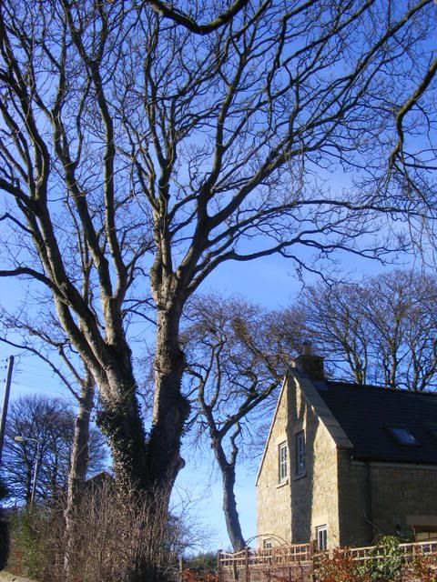 tree002.jpg