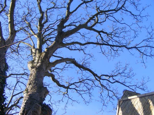 tree004.jpg