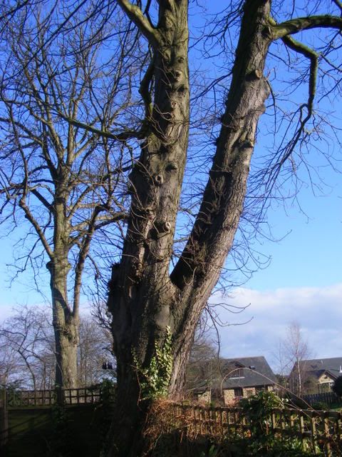 tree007.jpg