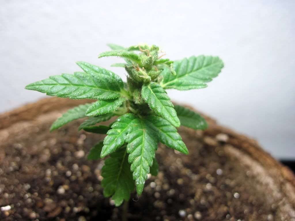 301 Moved Permanently