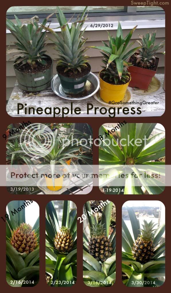  photo pineapple-non-express_zpsb496c209.jpg