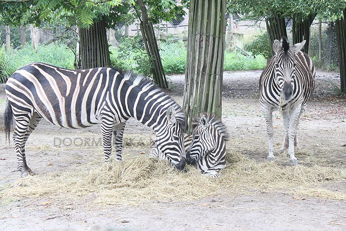 Rotterdam Blijdorp augustus 2015