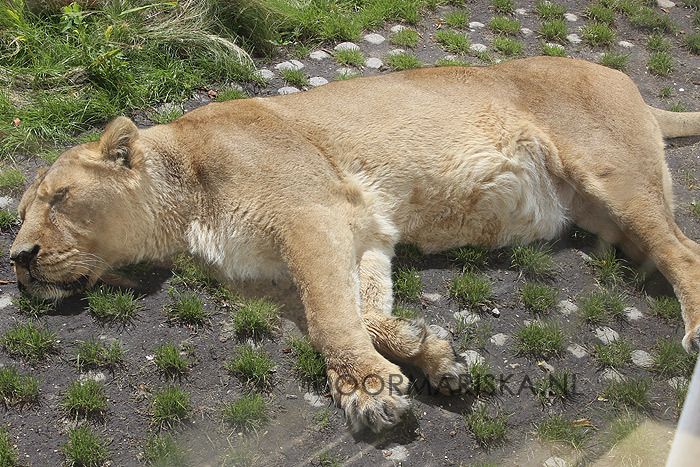 Blijdorp augustus 2015