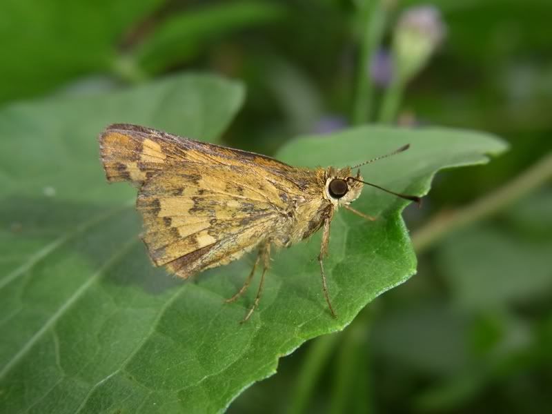 鱗翅目 lepidoptera.錘角亞目 rhopalocera