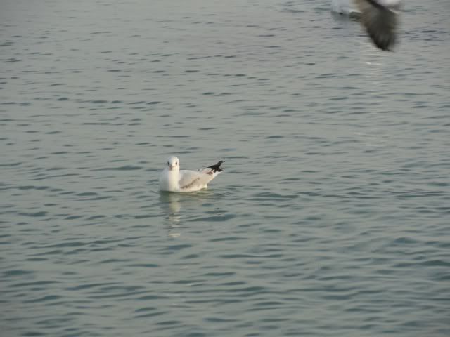 photo file-2336.jpg