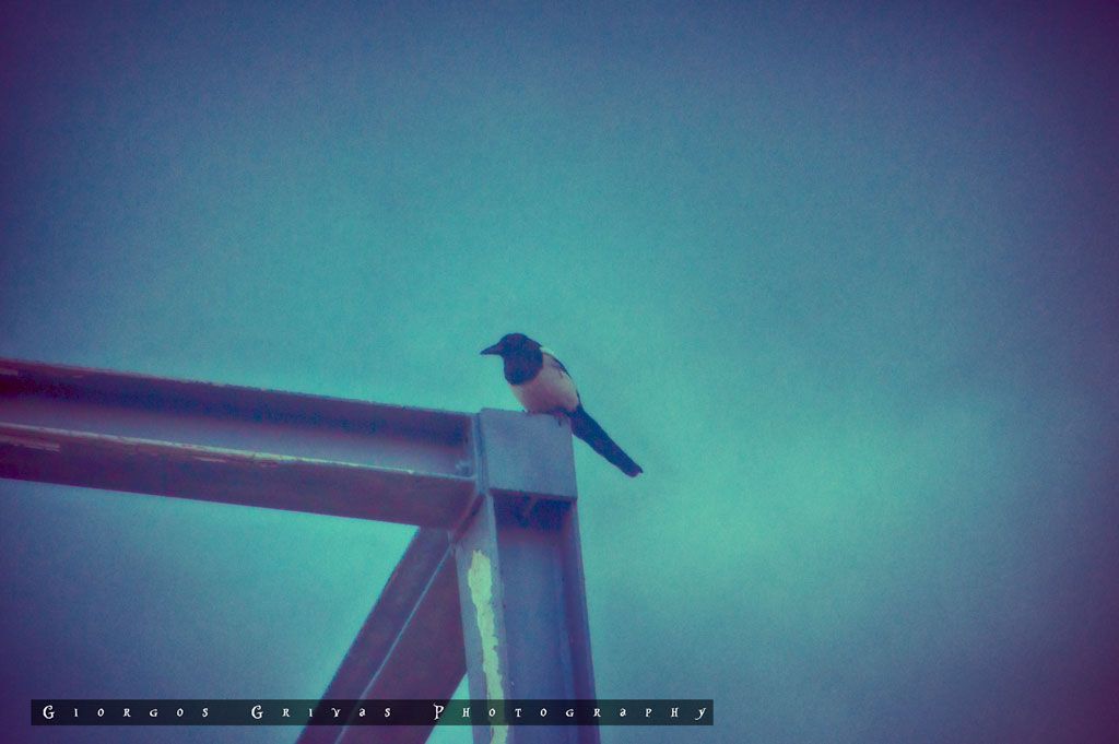 photo Omen_zpsf6xvbzzc.jpg