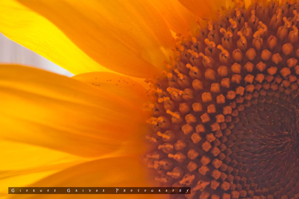 photo Sunflower_zpso6lrpw6b.jpg