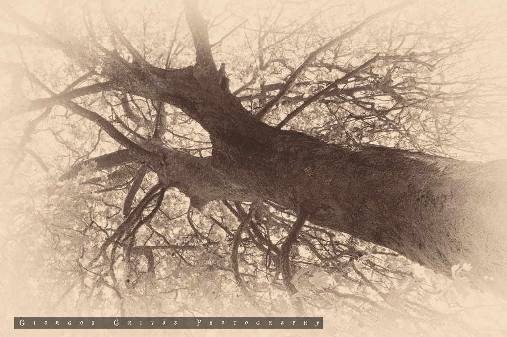 photo Veins_zpstbnw78lv.jpg