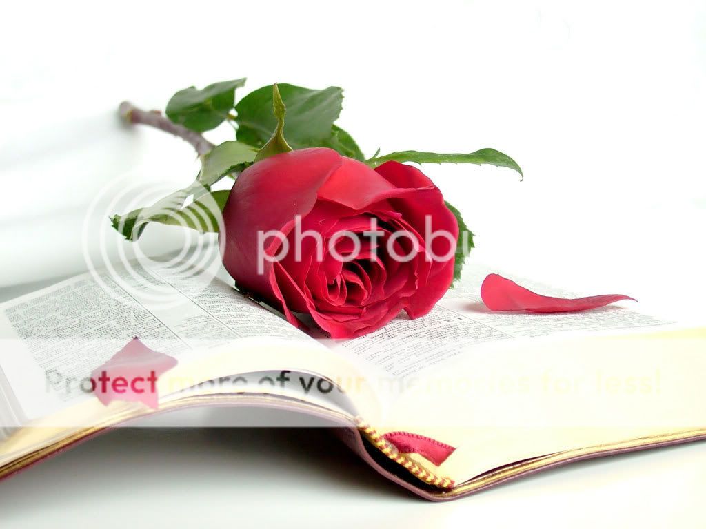 roses.jpg rose and a book image by RoseleneM