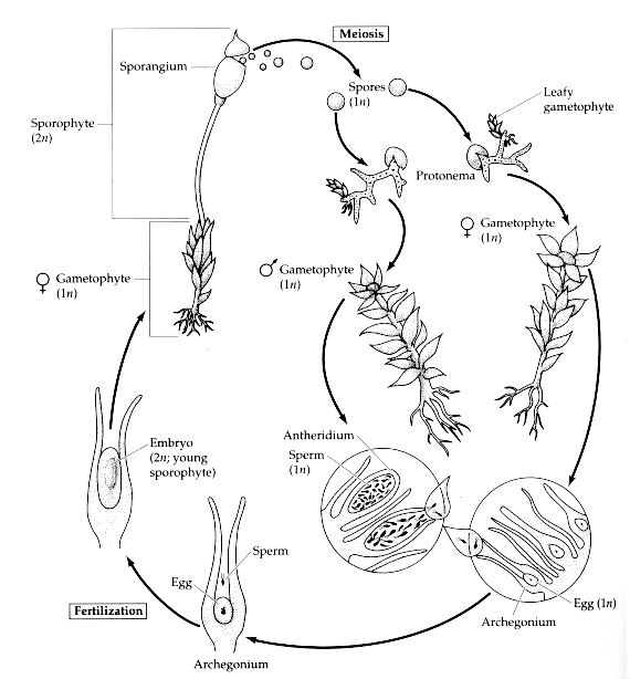 The Moss Life Cycle