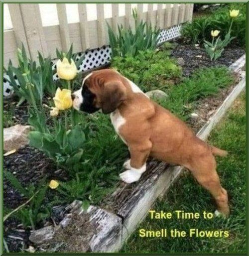 SniffingTulips-514btxe photo Sniffing tulips 514bte.jpg
