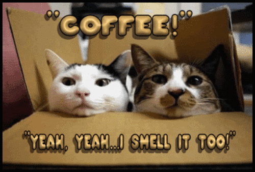 CoffeeCats-338bt photo COFFEE Cats 338bt.gif