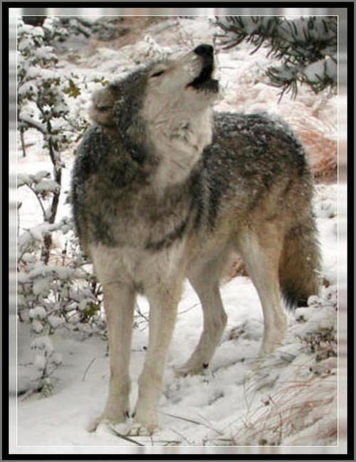  photo Alaskan Wolf 650bbt.jpg